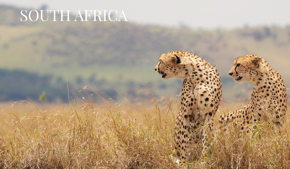 tripcheers website sub img (25)