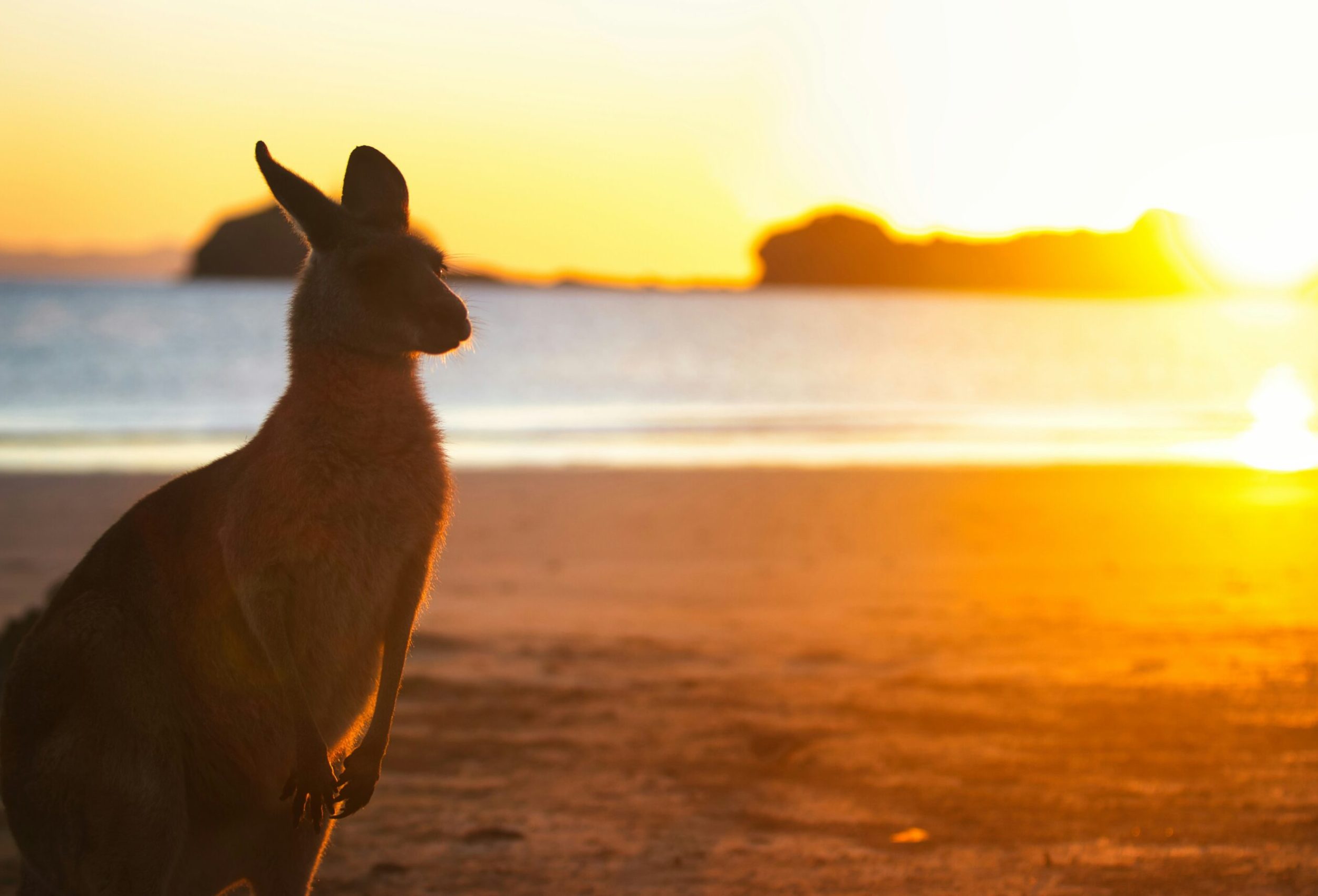 paws and prints f4subnovtne unsplash